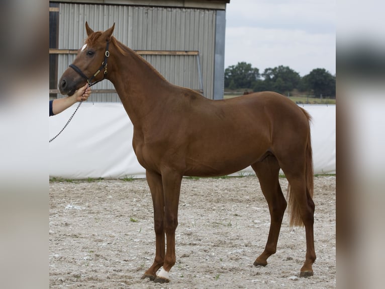 Oldenburg Stallion 2 years 16,3 hh Chestnut-Red in Belgern