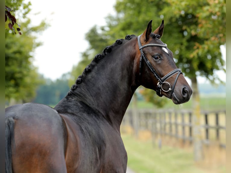 Oldenburg Stallion 2 years 16 hh Bay-Dark in Diepholz
