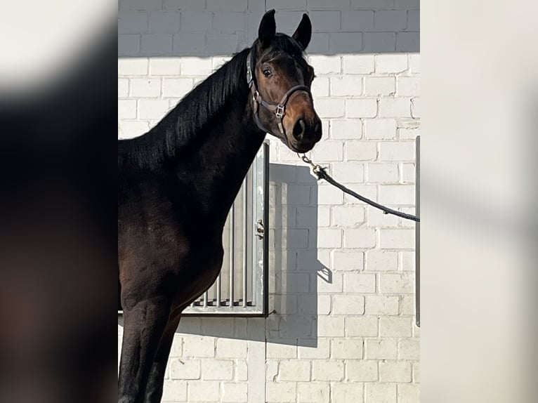 Oldenburg Stallion 2 years 16 hh Bay-Dark in Hiddenhausen