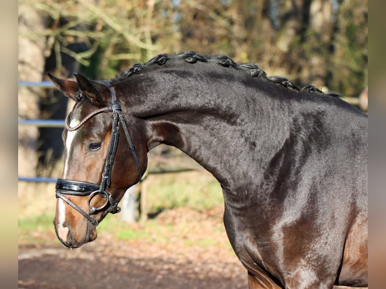 Oldenburg Stallion 2 years 16 hh Bay-Dark in Lienen