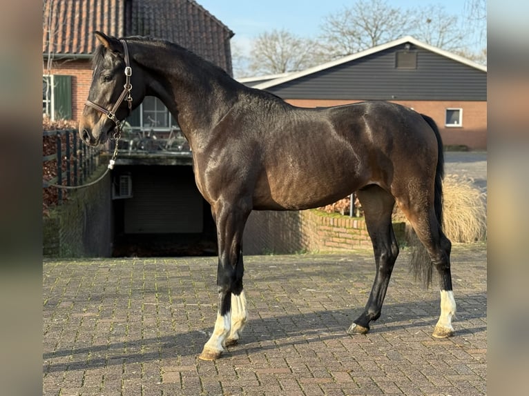 Oldenburg Stallion 2 years 16 hh Bay-Dark in Zieuwent