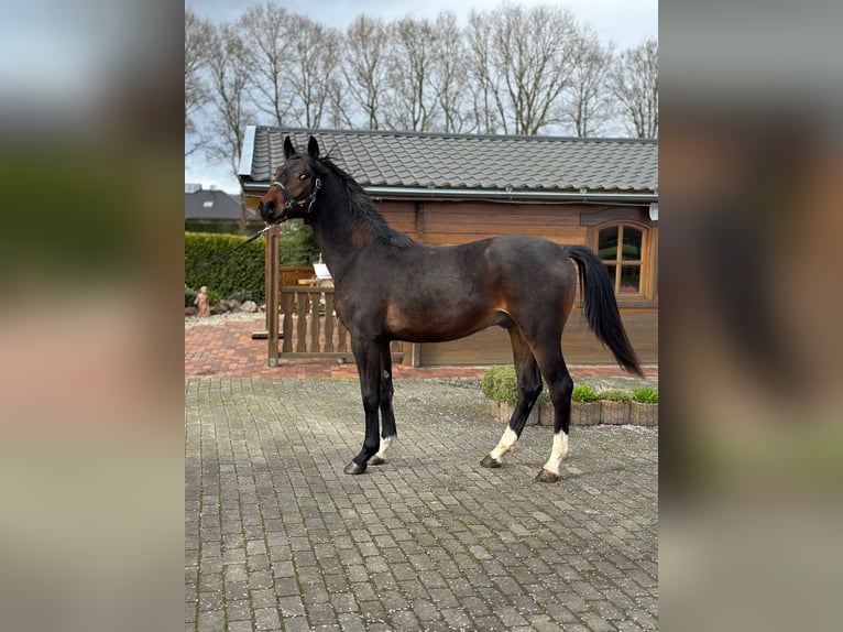 Oldenburg Stallion 2 years 16 hh Bay-Dark in Werlte