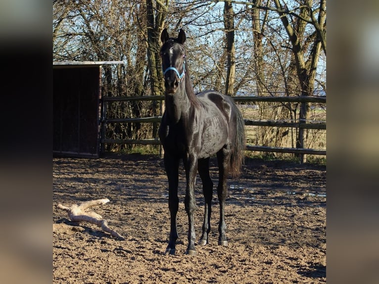 Oldenburg Stallion 2 years 16 hh Black in Radeburg