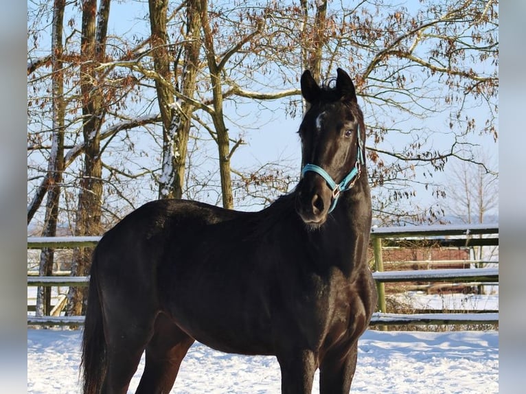 Oldenburg Stallion 2 years 16 hh Black in Radeburg