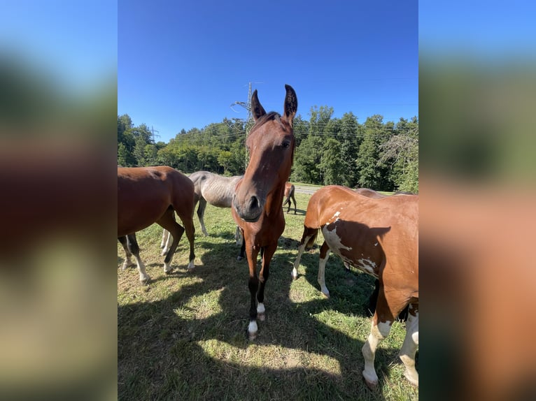 Oldenburg Stallion 2 years 16 hh Brown in Überlingen