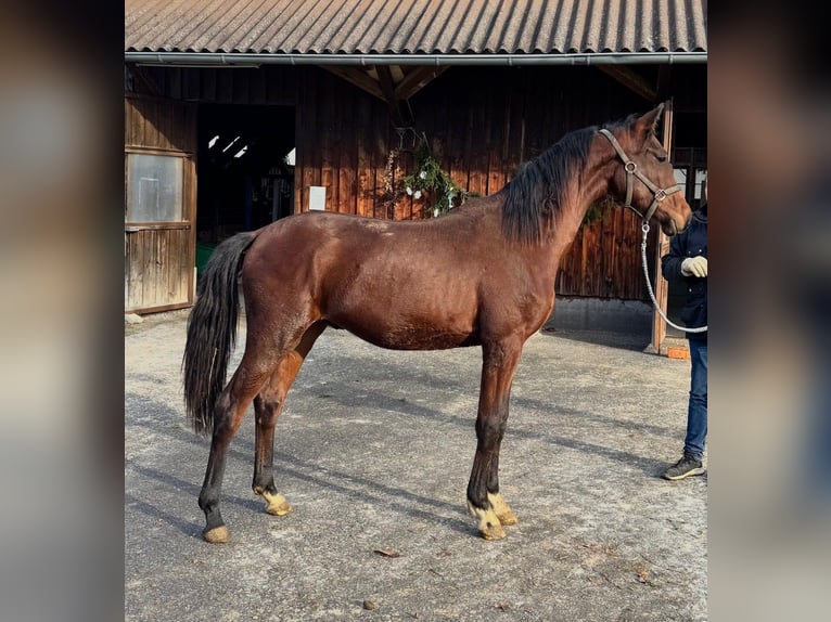 Oldenburg Stallion 2 years 16 hh Brown in Überlingen