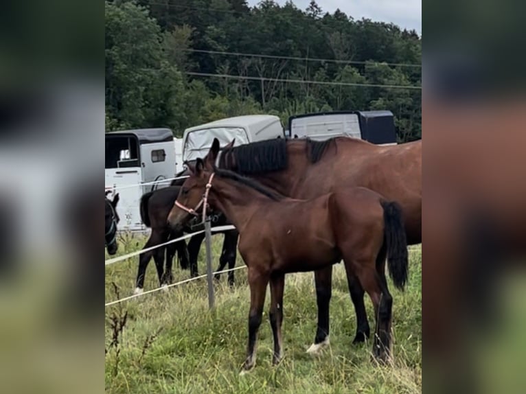 Oldenburg Stallion 2 years 16 hh Brown in Überlingen