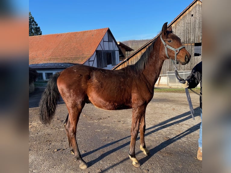 Oldenburg Stallion 2 years 16 hh Brown in Überlingen
