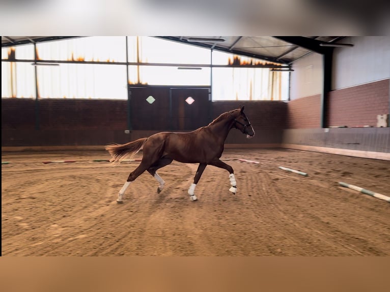 Oldenburg Stallion 2 years 16 hh Chestnut in Alfhausen