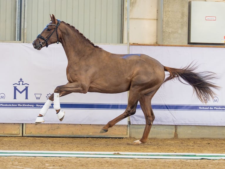 Oldenburg Stallion 2 years 16 hh Chestnut in Redefin