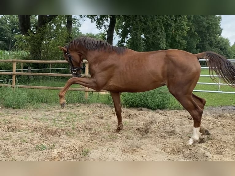 Oldenburg Stallion 2 years 16 hh Chestnut in Westoverledingen