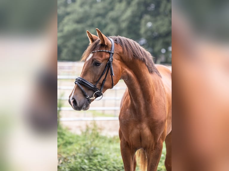 Oldenburg Stallion 2 years 16 hh Chestnut in Westoverledingen