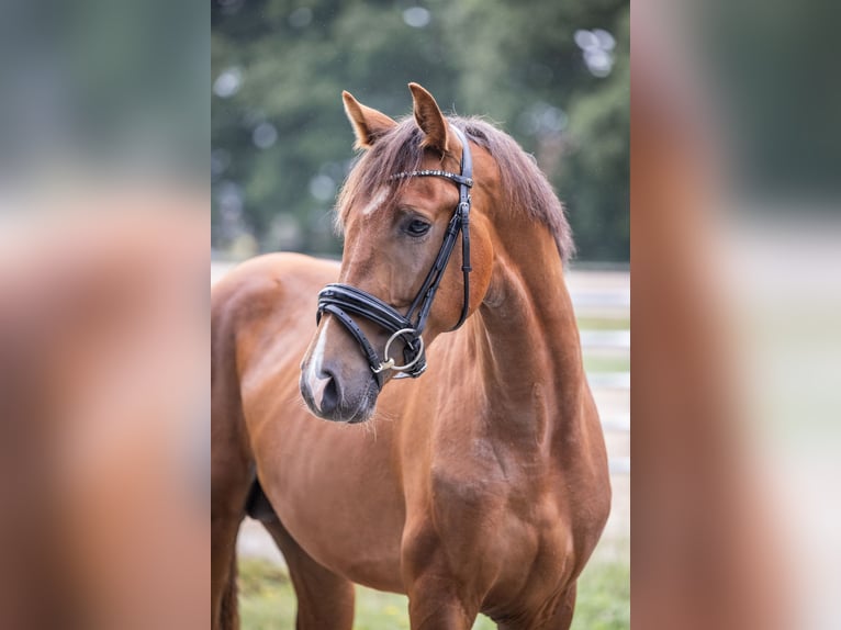 Oldenburg Stallion 2 years 16 hh Chestnut in Westoverledingen