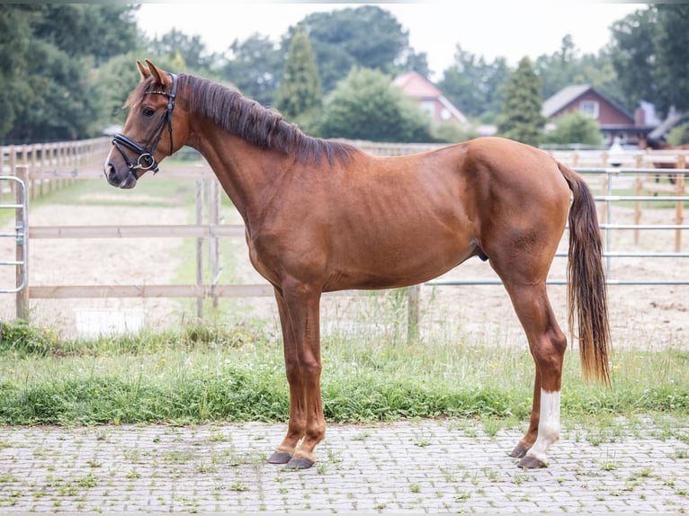 Oldenburg Stallion 2 years 16 hh Chestnut in Westoverledingen