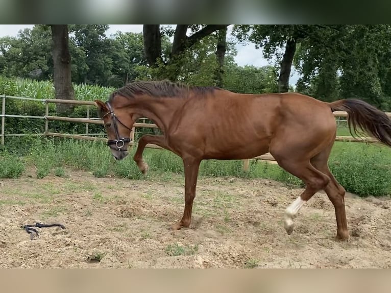 Oldenburg Stallion 2 years 16 hh Chestnut in Westoverledingen