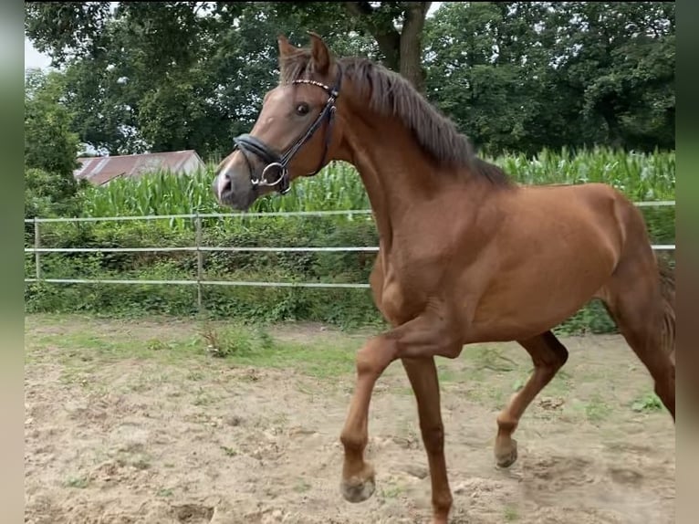 Oldenburg Stallion 2 years 16 hh Chestnut in Westoverledingen
