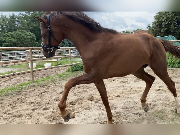 Oldenburg Stallion 2 years 16 hh Chestnut in Westoverledingen