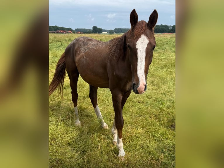 Oldenburg Stallion 2 years 16 hh Chestnut-Red in Vechtaech Oldenburg Stallion 2 years 16 hh Chestnut-Red in Vechtaech