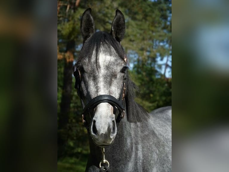 Oldenburg Stallion 2 years 16 hh Grey-Blue-Tan in Neumarkt in der Oberpfalz