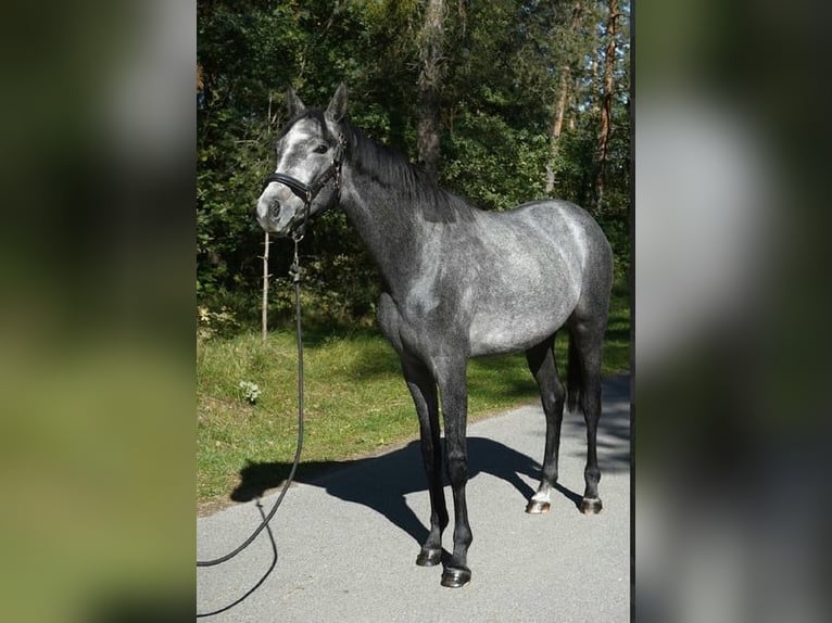 Oldenburg Stallion 2 years 16 hh Grey-Blue-Tan in Neumarkt in der Oberpfalz