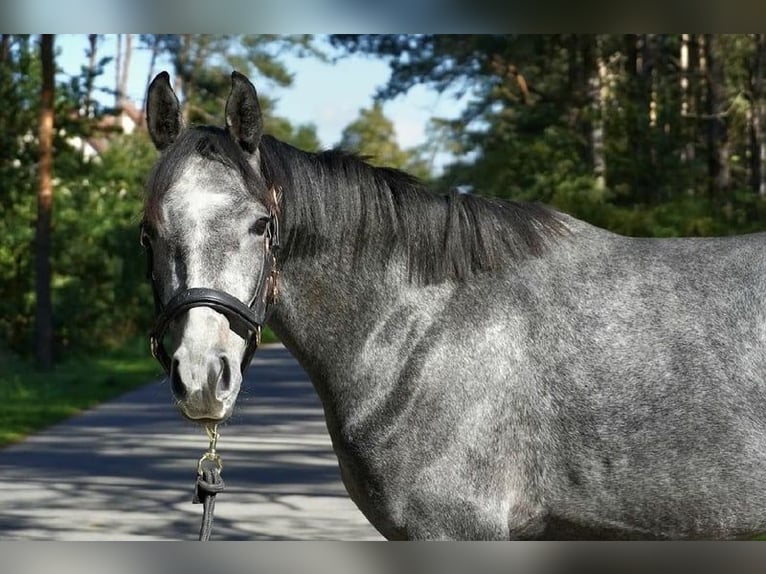 Oldenburg Stallion 2 years 16 hh Grey-Blue-Tan in Neumarkt in der Oberpfalz