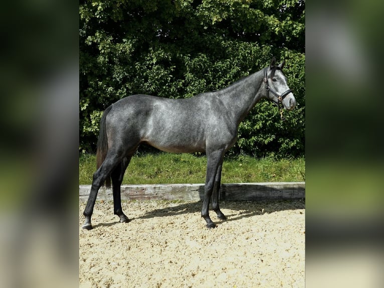Oldenburg Stallion 2 years 16 hh Grey-Dapple in Neumarkt in der Oberpfalz