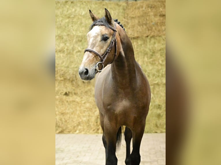 Oldenburg Stallion 2 years 16 hh Grey in Bladel