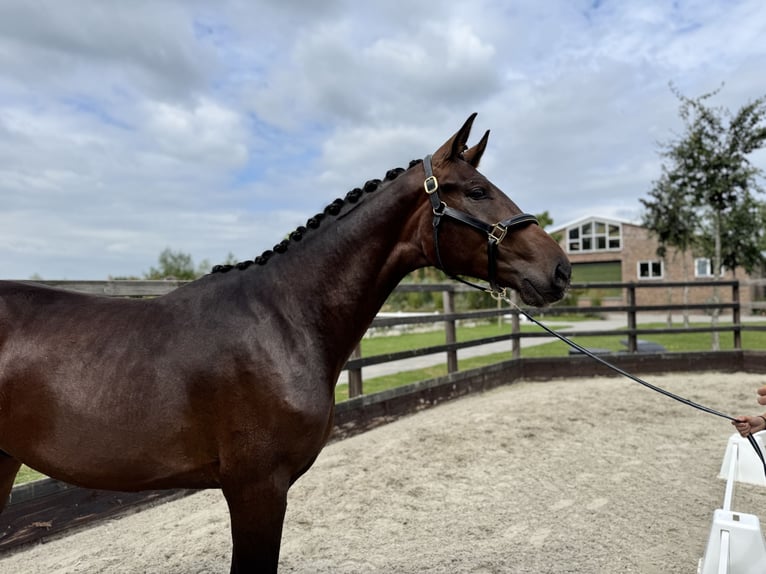 Oldenburg Stallion 2 years 16,1 hh Bay-Dark in GROTE-BROGEL