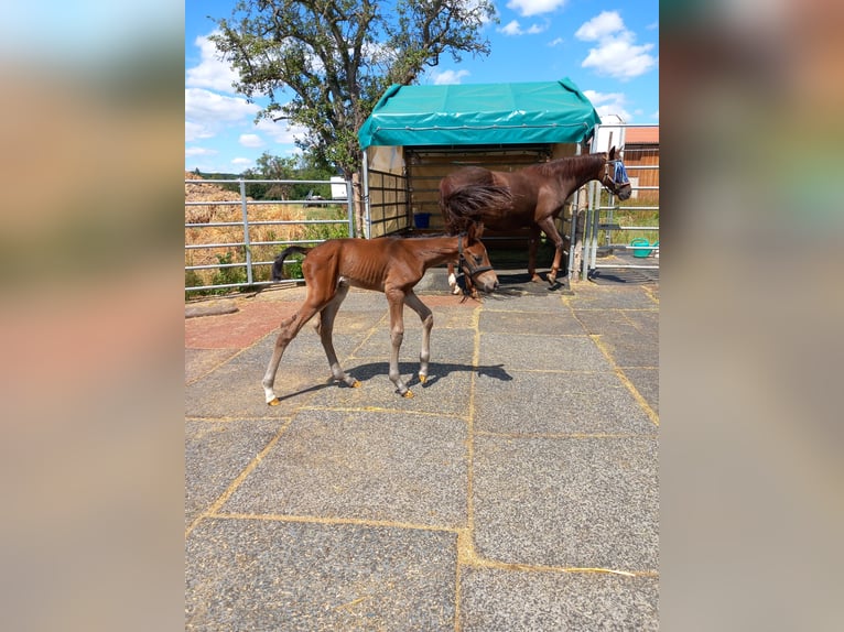 Oldenburg Stallion 2 years 16,1 hh Brown in Kronberg im Taunus