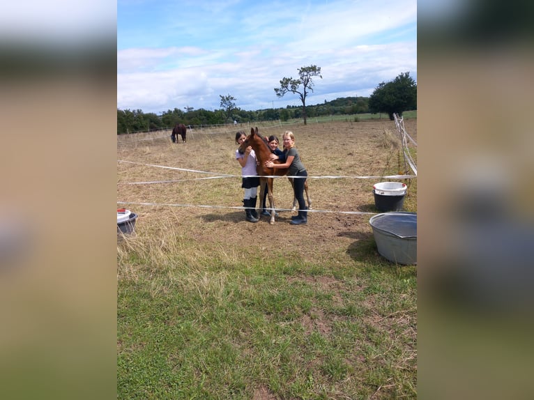 Oldenburg Stallion 2 years 16,1 hh Brown in Kronberg im Taunus