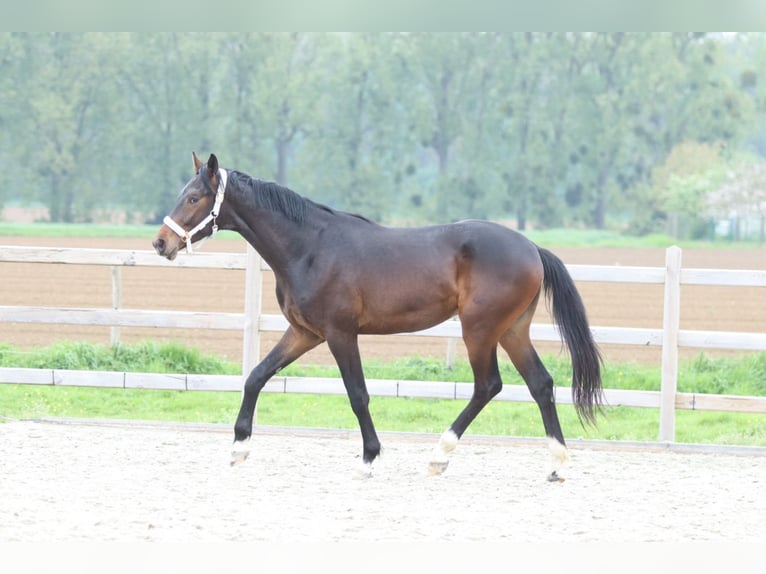 Oldenburg Stallion 2 years 16,1 hh Brown in Pepingen