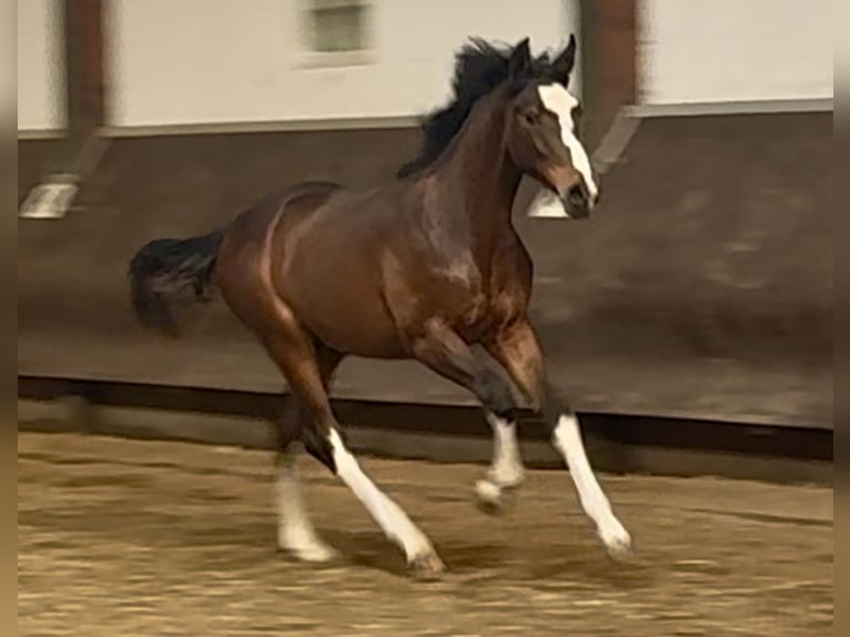 Oldenburg Stallion 2 years 16,2 hh Bay-Dark in Bramsche
