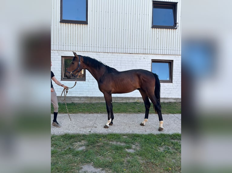 Oldenburg Stallion 2 years 16,2 hh Bay-Dark in K&#xF6;lln Reisiek