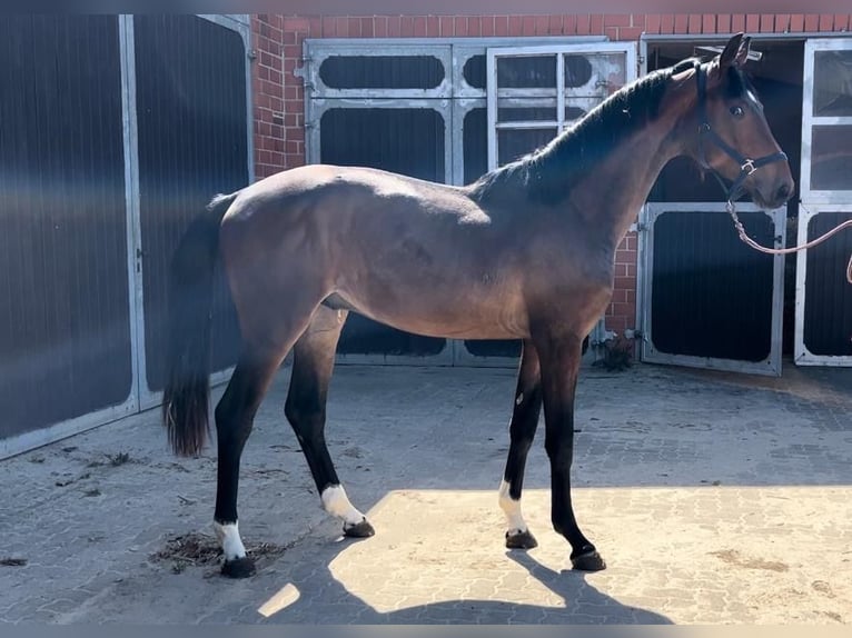 Oldenburg Stallion 2 years 16,2 hh Bay-Dark in K&#xF6;lln Reisiek