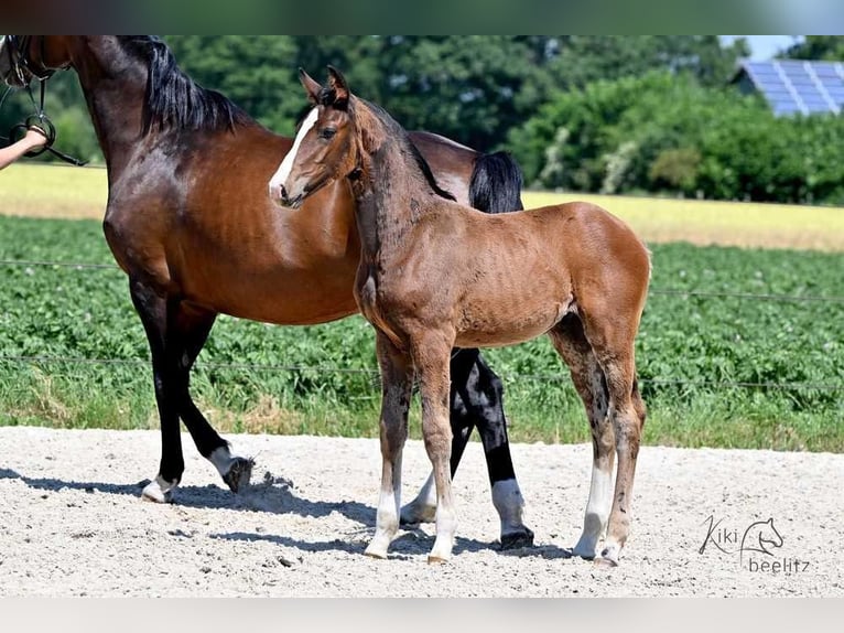 Oldenburg Stallion 2 years 16,2 hh Bay-Dark in L&#xF6;ningen