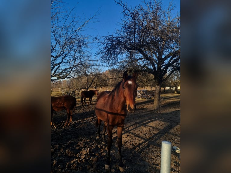 Oldenburg Stallion 2 years 16,2 hh Brown in Frutigen