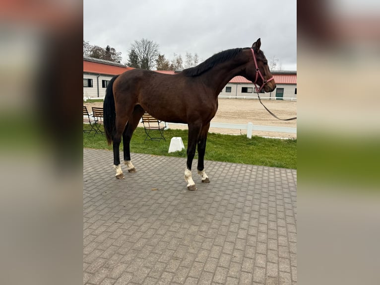 Oldenburg Stallion 2 years 16,2 hh Brown in Ph&#xF6;ben