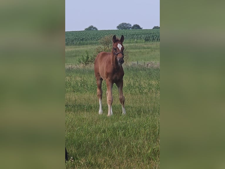 Oldenburg Stallion 2 years 16,2 hh Chestnut-Red in Groß Roge