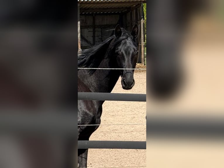 Oldenburg Stallion 2 years 16,2 hh Smoky-Black in Berlin