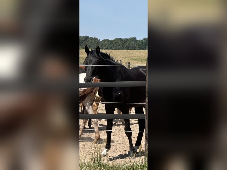 Oldenburg Stallion 2 years 16,2 hh Smoky-Black in Berlin