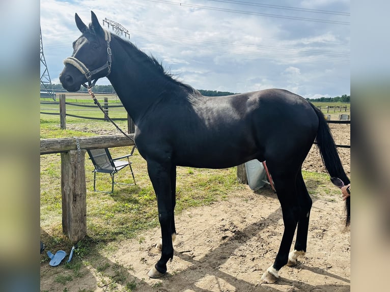 Oldenburg Stallion 2 years 16,2 hh Smoky-Black in Berlin