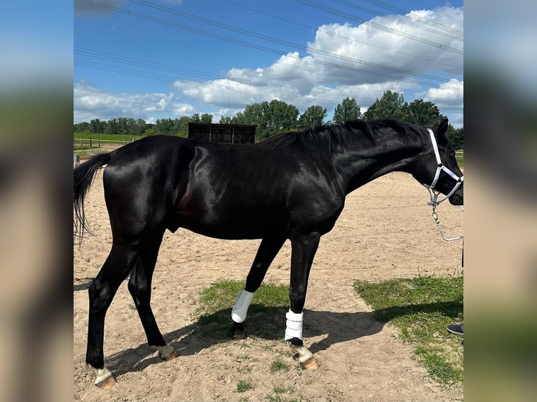 Oldenburg Stallion 2 years 16,2 hh Smoky-Black in Berlin