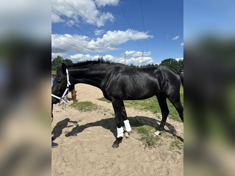 Oldenburg Stallion 2 years 16,2 hh Smoky-Black in Berlin