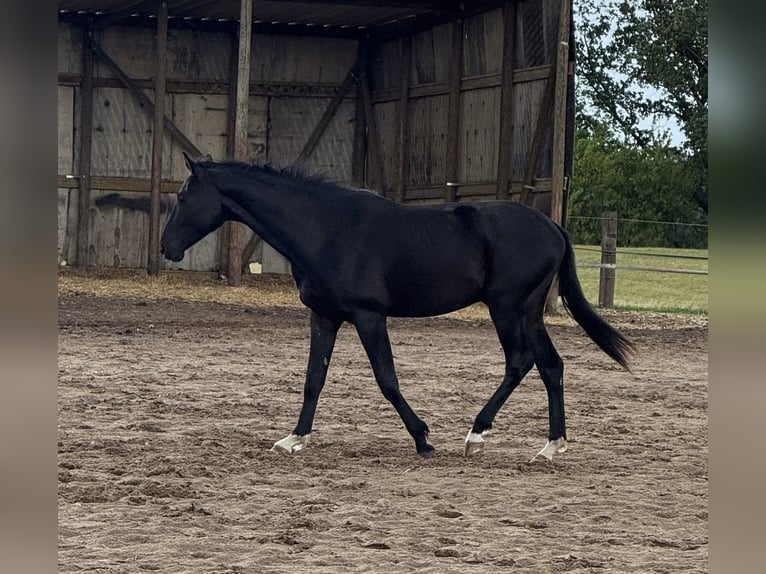 Oldenburg Stallion 2 years 16,2 hh Smoky-Black in Berlin