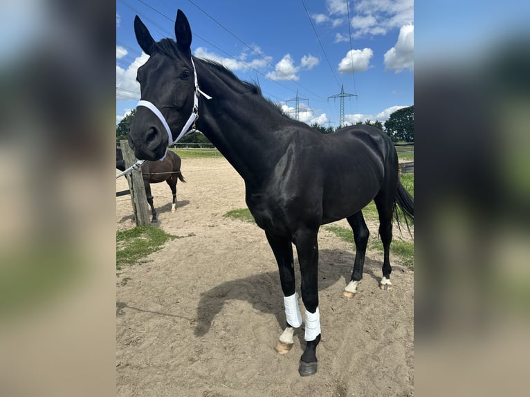 Oldenburg Stallion 2 years 16,2 hh Smoky-Black in Berlin