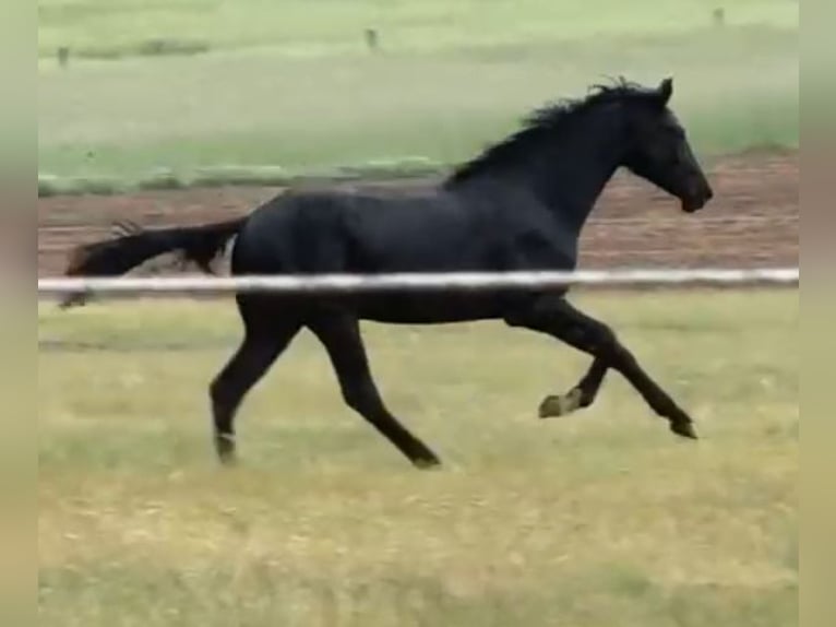 Oldenburg Stallion 2 years 16,2 hh Smoky-Black in Berlin