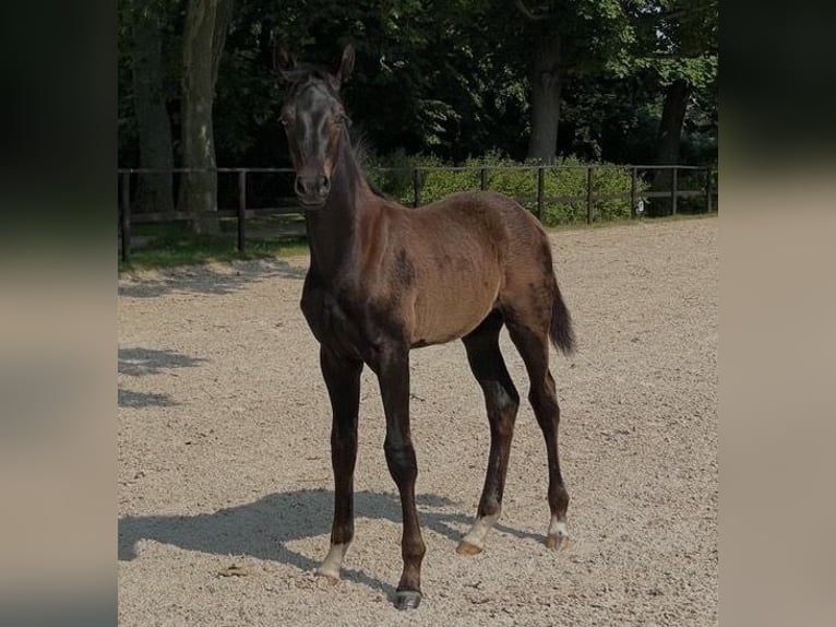 Oldenburg Stallion 2 years 16,2 hh Smoky-Black in Berlin