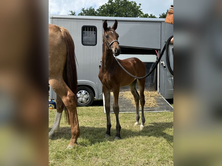 Oldenburg Stallion 2 years 16,3 hh Bay-Dark in Blunk