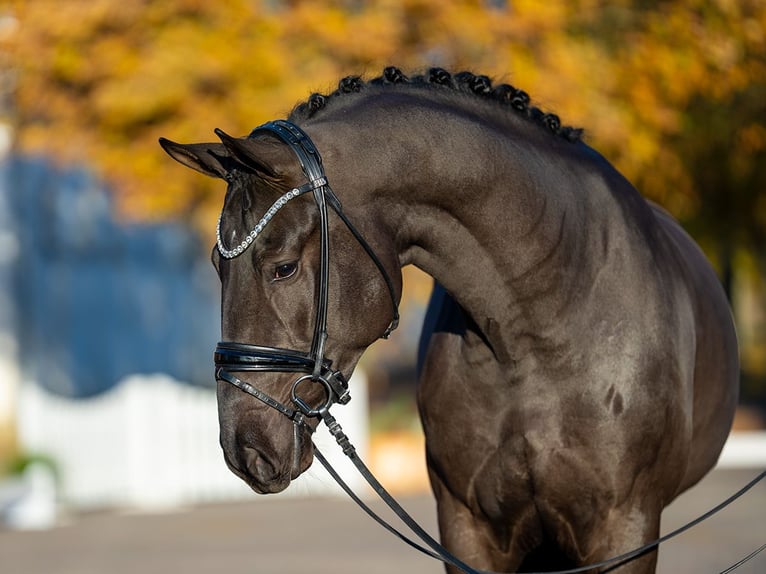 Oldenburg Stallion 2 years 17 hh Bay-Dark in Redefin