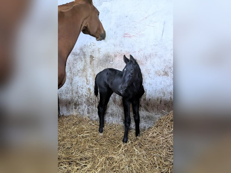 Oldenburg Stallion 2 years 17 hh Black in Esterwegen